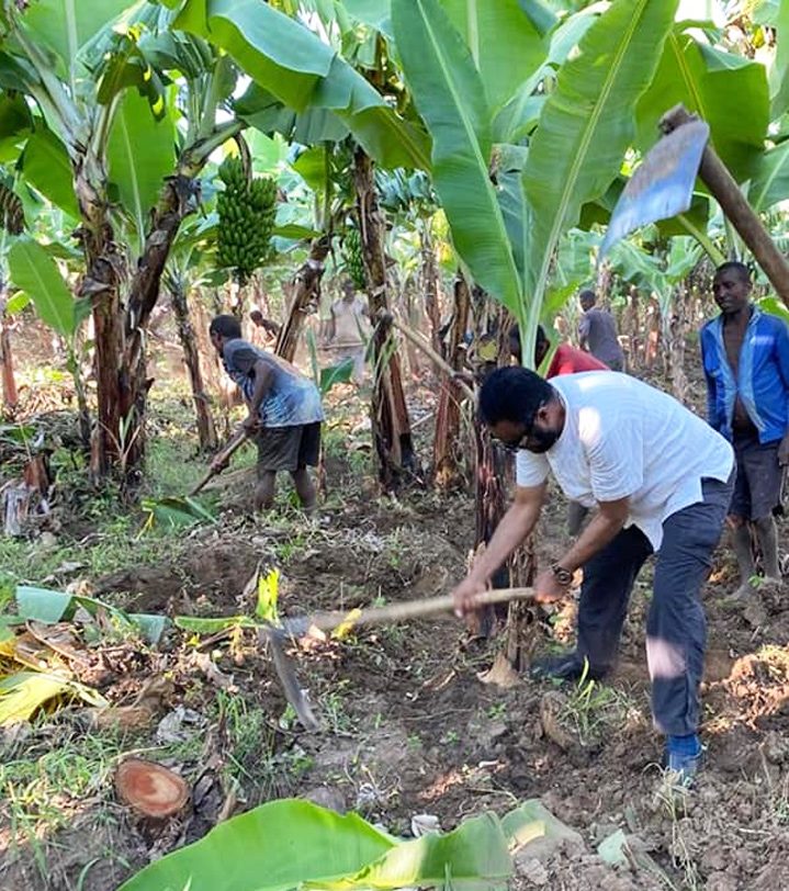 Crew de-suckering banana mats