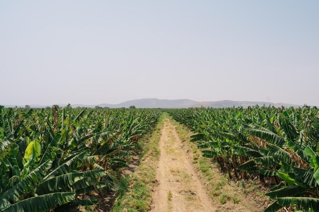 Banana plantation rows ready for harvest