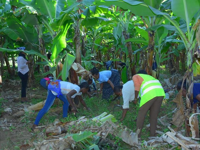 Harvest crew in the banana rows