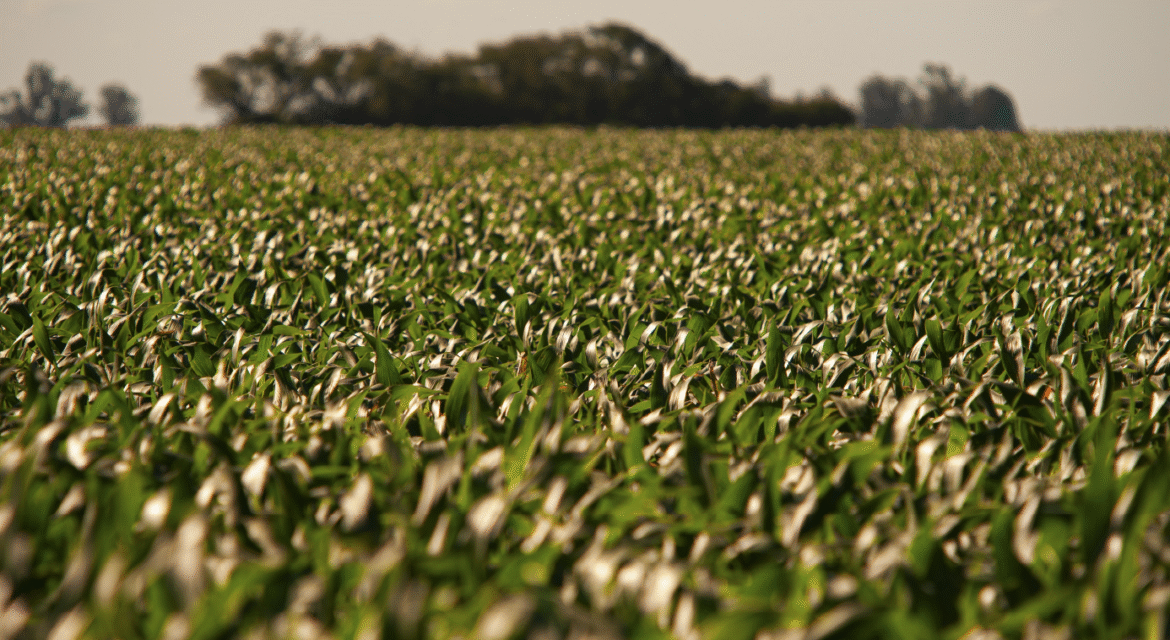 Oil Seeds Farming